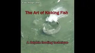 The Art of Kicking Fish - A Dolphin Feeding Technique