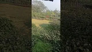 #song #bolleywoodsong #dance #bellydancer #hindisong #funny #bellydance #music #love #nature