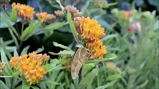 Butterfly Insect Nature Blossom Bloom Animal World 3 No Copyright Video
