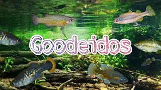 &iexcl;PECES MEXICANOS!🐟🇲🇽 | GOODEIDOS | Caracter&iacute;sticas, distribuci&oacute;n y m&aacute;s...