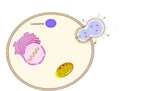 Prof. Venkata Mahidhar Yenugonda - Drug Discovery and Nanomedicine