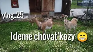Ideme chovať kozy - vlog_25