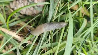 #Вредитель 🪱 белый #слизень ползет в 🌿 лесу - #животные, летняя природа slug life 4k nature video