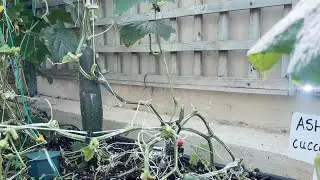 Progressive Vine Coiling.  How to keep Cucumbers Producing All Season