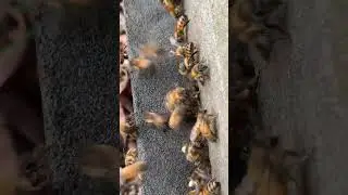 Busy Bee at Work Inside the Hive #beekeeping #honeybees #beekeeper #beehive #beelife #farming
