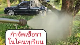 วิธีป้องกันและกำจัดเชื้อราในดิน และการดูแล และบำรุงคนทุเรียน