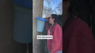 Maple Syrup Tapping Season!!! 🍁  #maplesyrup #mapletrees