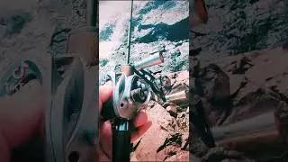 Check out this BFS Trout Fishing Setup! #ultralightfishing #bfsfishing