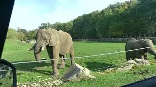 Thoiry Zoo 2022 - Safari tour