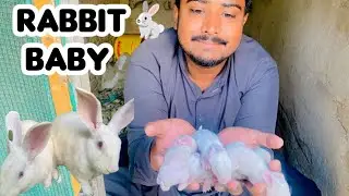 Meri rabbit ne baby die he bohat sare❤️❤️❤️