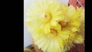 Instaverano