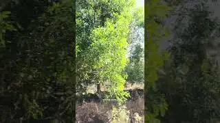 कोकणातील नारळी सुपारीच्या बागा 🌴🚂❤️#kokan #trending #youtubeshorts #village #konkanpremi #virals