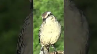 Sabi&aacute; do campo ou Papa sebo