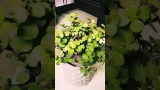 Soft pruning ❤️ #trending #ytshorts #flowers #100millionsviews #jadepruning #pruning #viralvideo #❤️