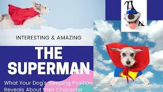 What Your Dog's Sleeping Position, 