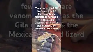 Lizard fun fact #lizard #aquarium #reptiles