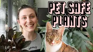 9 Pet Safe Plants 🪴🐈 less common non-toxic houseplants