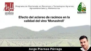 Efecto del aclareo de racimos en la calidad del vino 