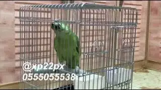 ماشاء الله طيري الخاص امازون يلوناب ❤️❤️❤️
