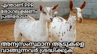 എന്താണ് PPR അഥവാ ആട് വസന്ത |അന്യസംസ്ഥാന ആടുകളെ വാങ്ങുന്നവർ ശ്രദ്ധിക്കുക