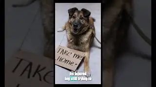 Everyone Ignored This Dog&hellip; Until One Man Stopped...#kindness #dogstory #shorts  #humanbehavior
