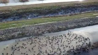 Ducks on the ice