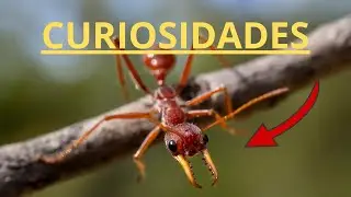 DABES DE CONOCER ESTAS 50 CURIOSIDADES SOBRE INSECTOS M&Aacute;S LOCAS!!