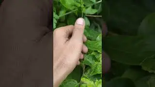 organic beauty better gourd now grown bigger, @YouTube #nature #garden #terracegardenindia