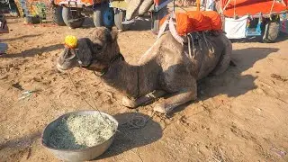 Camel Eating Food Grass || ऊंट घास खा रहा है || Camels Video || Animals Video eating Food || Unt
