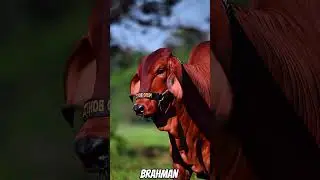 Toro Brahman Rojo 🐮