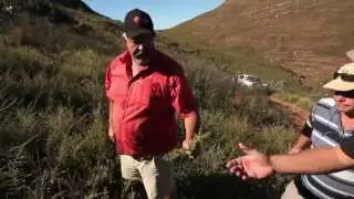 Boegoeberg Picking boegoe
