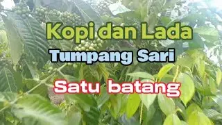 kopi tumpang sari lada pak mat b