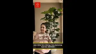 Plants for Positive Energy:&nbsp;Choosing The Perfect Plants For Positive Energy | Le Vasthu