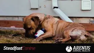 Steadfast Canine by Arenus Animal Health
