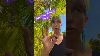 Асаи почти готовы к сбору 🫐🌴 В основном это семена! Они богаты жирами и антиоксидантами.