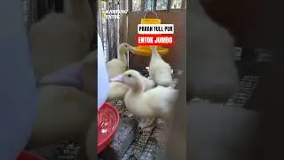 Полный корм Pur для мускусной утки до 1 месяца #большаямускуснаяутка #утка #мускуснаяутка