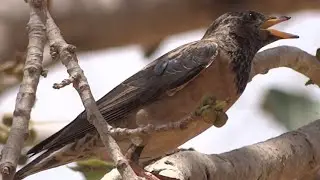 COMMON BIRDS OF CAUVERY DELTA ROSY STARLING