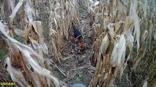 Rabbit hunt: December 13, 2020. Success in the cornfield.