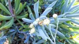 Blue Chalksticks - Senecio serpens HD 01