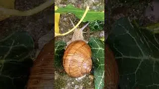 Csiga #shorts 110. #snail