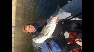 Live Shad Produces Big Striper and Big Bass (Castaic Lake)