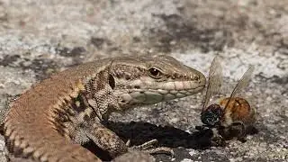 2022, en ce 27 juillet un l&eacute;zard des murailles capture une abeille et la d&eacute;vore...(Podarcis muralis)