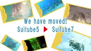 We have moved! Suitube5　▶︎　Suitube7