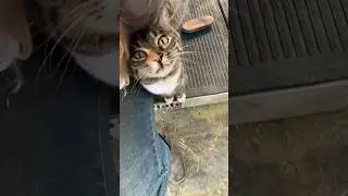 ❤️ Barn cats are the best cats!