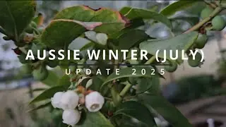 MINI FOOD FOREST PROJECT, 1st AUSSIE WINTER 2025 WALKAROUND