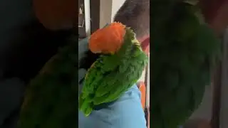 Caique Parrot loves guitar tunes 🦜