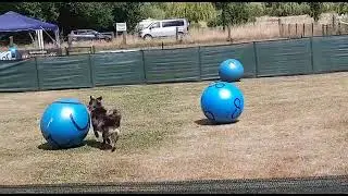 Treibball Turnier in Ibbenbüren