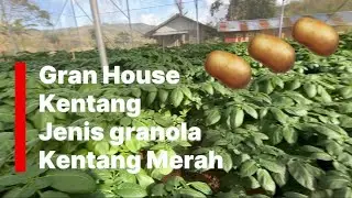 Cara pengolahan media tanaman kentang di granhouse | kentang 