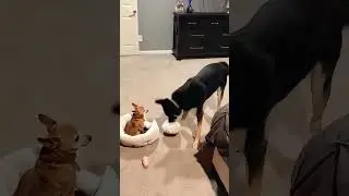 The secret bully in every multi-dog household 🐶😂 #dog #funny