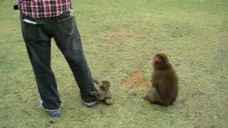 Iwatayama monkey park, arashiyama, Kyoto, japan